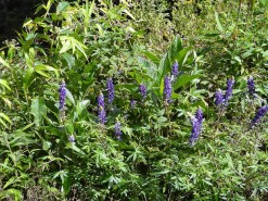 Tropical Vegetation