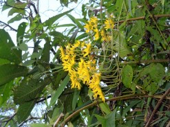 Tropical Vegetation