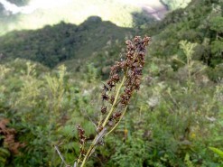 Tropical Vegetation