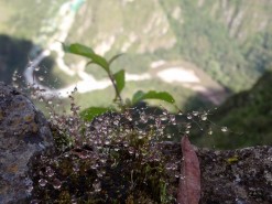 Tropical Vegetation