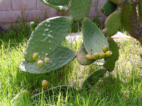 Tuna - The Desert Fruit