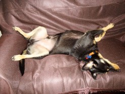 Sleeping Modestly, As Always Sleeping Modestly, As Always