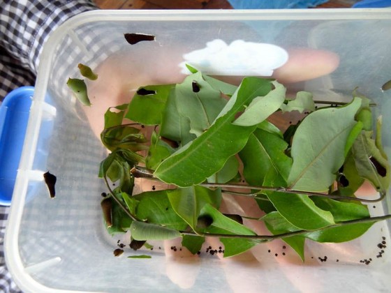 Baby Caterpillars