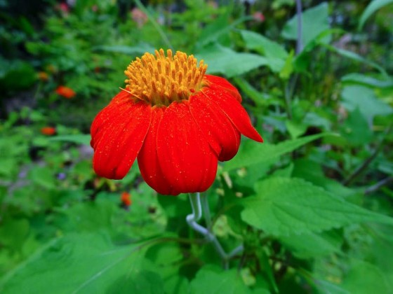 Beautiful Nature