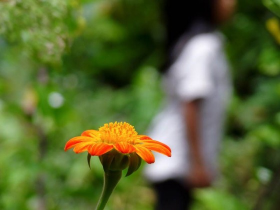 Beautiful Nature (10)