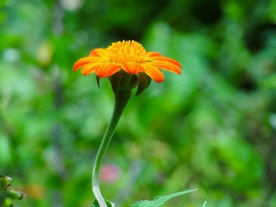 Beautiful Nature