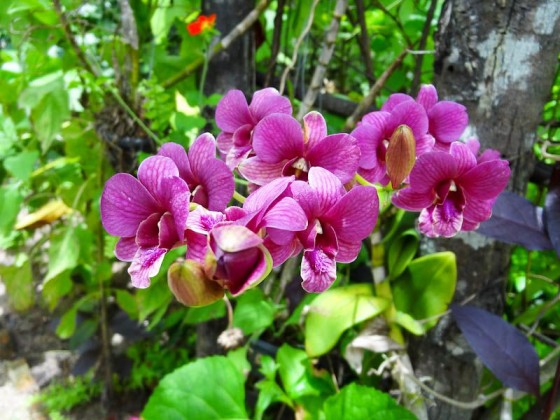 Beautiful Nature