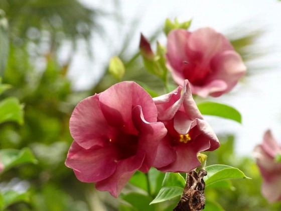Beautiful Nature