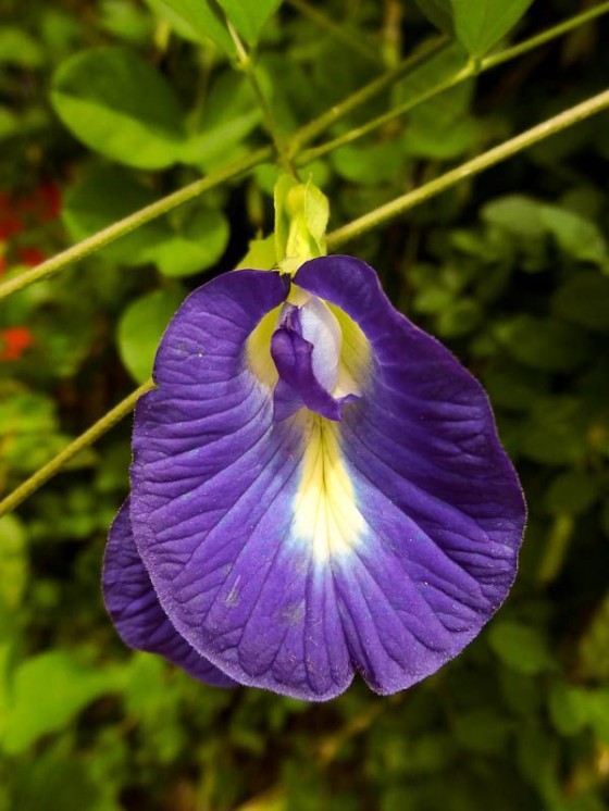 Beautiful Nature
