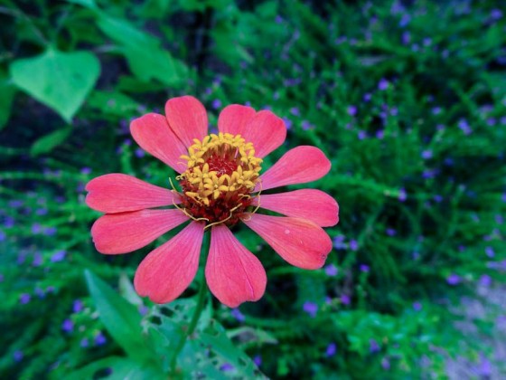 Beautiful Nature