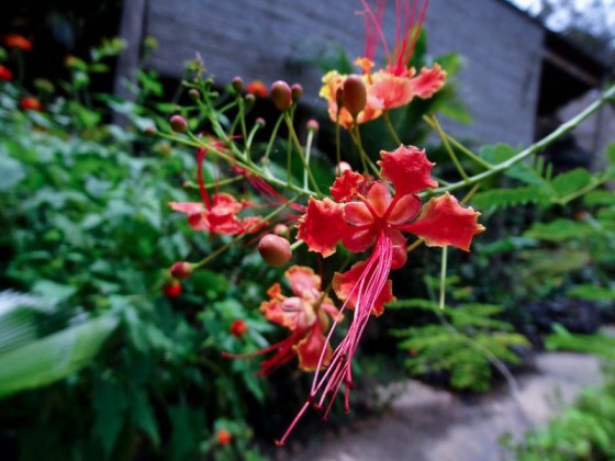 Beautiful Nature