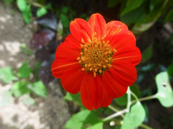 Beautiful Nature
