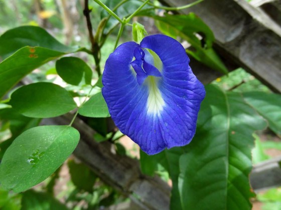 Beautiful Nature