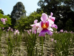 Botanical Garden