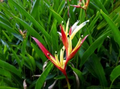 Botanical Garden