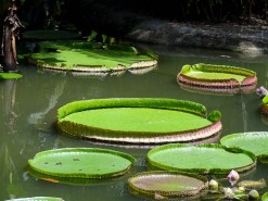 Botanical Garden