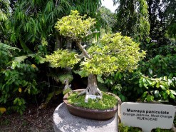 Botanical Garden - My Family's Bonzai Tree