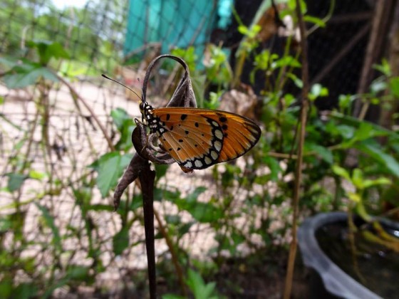 Butterflies