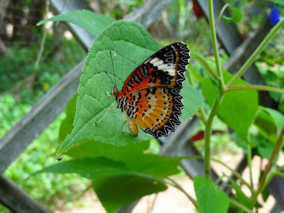Butterflies (3)