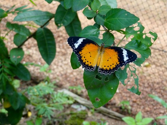 Butterflies
