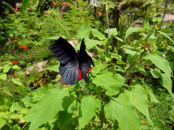 Butterflies