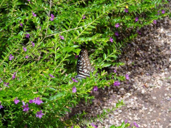 Butterflies