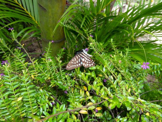 Butterflies