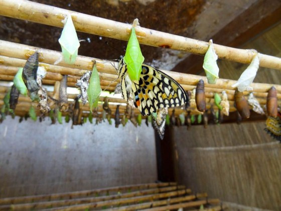 Butterfly Process