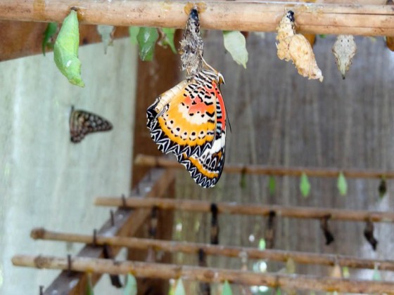 Butterfly Process