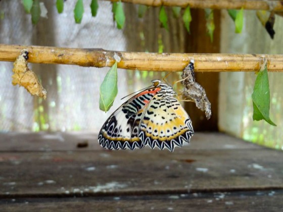 Butterfly Process