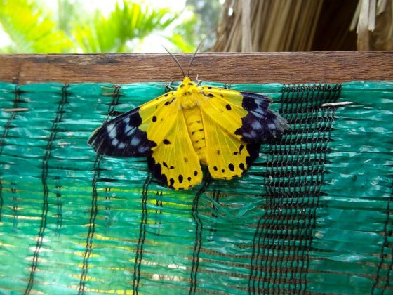 Butterfly Process