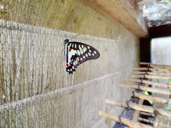 Butterfly Process