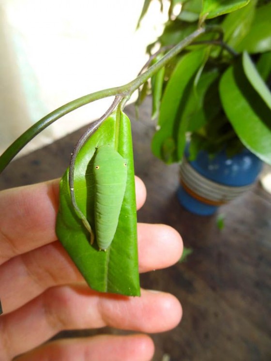 Caterpillars
