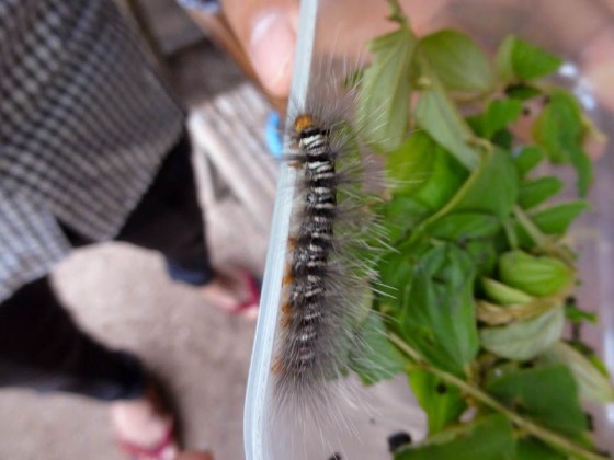 Caterpillars