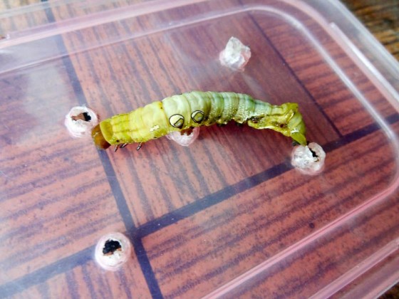 Caterpillars