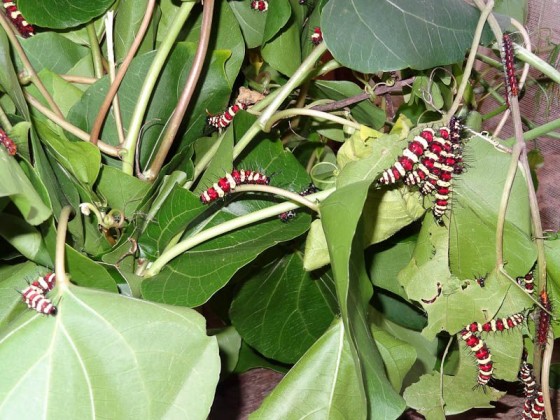 Caterpillars