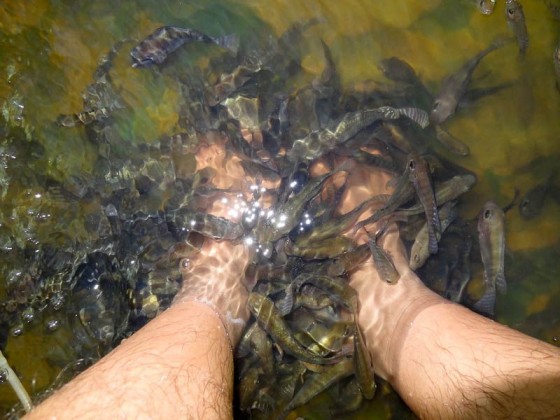 Fish Massage