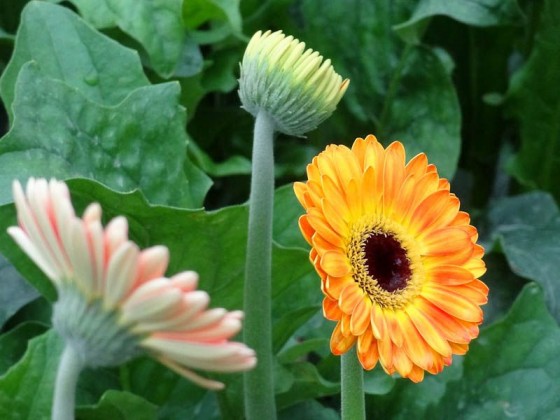 Flower Farm