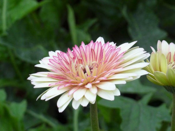 Flower Farm