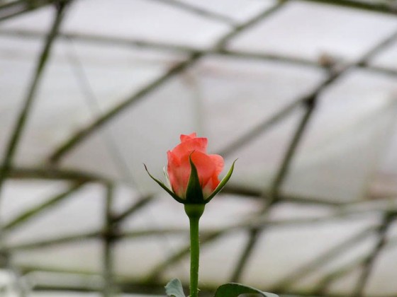 Flower Farm