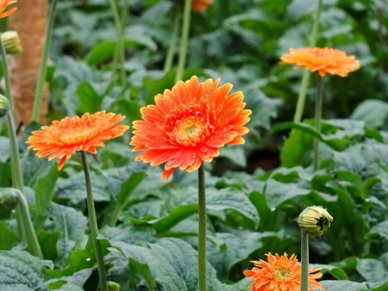 Flower Farm
