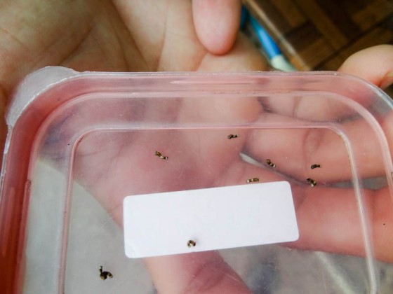 Just Hatched Caterpillars