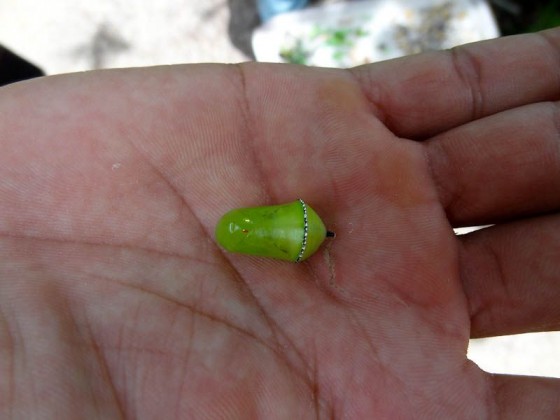 Larvae
