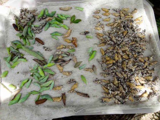 Larvae