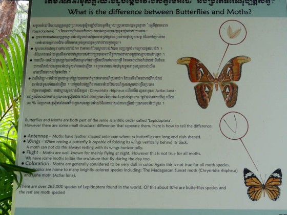 Moth Vs. Butterfly