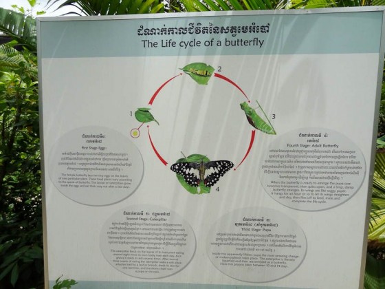 The Butterfly Cycle