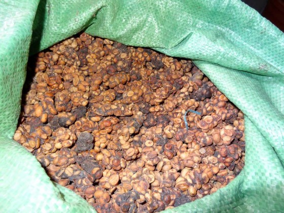 Weasel Poop Coffee Beans