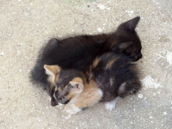 Adorable Kittens