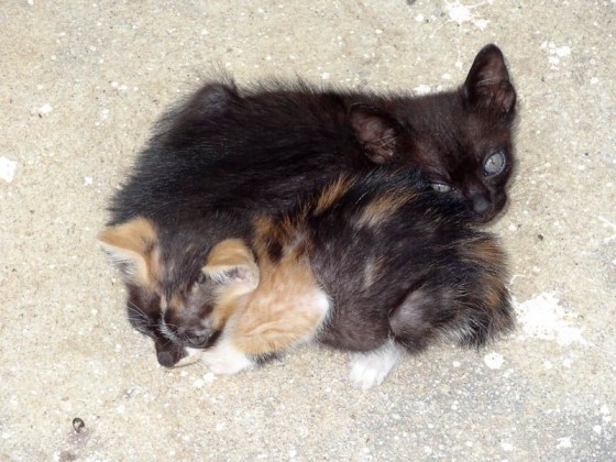 Adorable Kittens