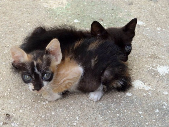 Adorable Kittens